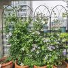 4 Pack Metal Garden Trellis 78.7" x 19.7" Rustproof Trellis for Climbing Plants Outdoor Flower Support Black