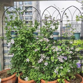 4 Pack Metal Garden Trellis 78.7" x 19.7" Rustproof Trellis for Climbing Plants Outdoor Flower Support Black