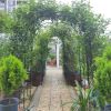 Metal Garden Arch Garden Arbor Trellis Climbing Plants Support Rose Arch Black